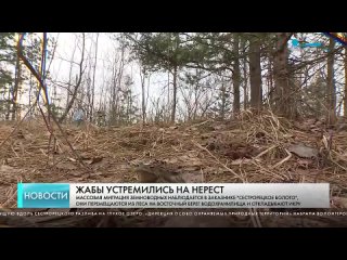 Видео от СЕСТРОРЕЦК ОНЛАЙН (КУРОРТНЫЙ РАЙОН)