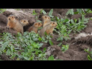 Суслики или луговые собачки .Красивые такие .