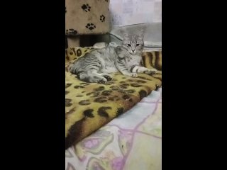 Video by Кошачья Санатория. Кошки и котята ищут дом