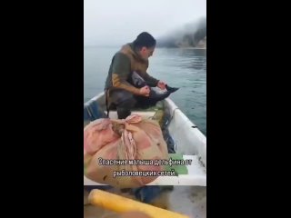 Рыбаки в Черном море у берегов Абхазии обнаружили в сетях маленького дельфина.
