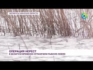 Видео от МИР | Беларусь