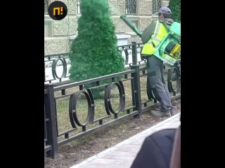 Жители Перми заподозрили рабочих в «покраске» туй в зелёный цвет