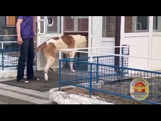 В Красноярске хозяйка алабая привязала собаку к машине и поехала, чтобы довезти ее до ветеринара