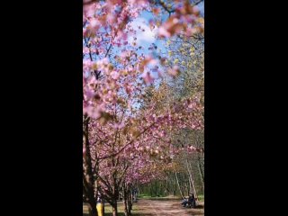 Цветение сакуры в Бирюлёвском Дендропарке.