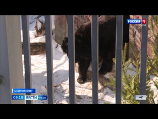 В Екатеринбургском зоопарке из спячки вышел гималайский медведь Гай