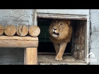 Лев Сева из челябинского зоопарка испугался «страшного» подарка на день рождения его невесты