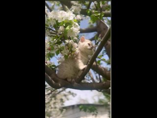 Видео от Шотландские котята Липецк