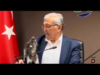 Котенок залез на мэра турецкого города во время совещания