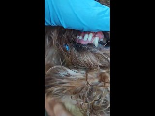Видео от Стрижка собак  в Копейске, сушёные лакомства Гры