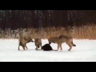 Один бобёр против стаи волков