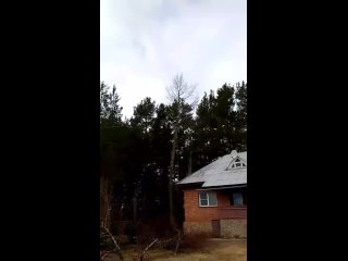Видео от Спил деревьев Кингисепп Кинг Арбо. Аренда АГП 28