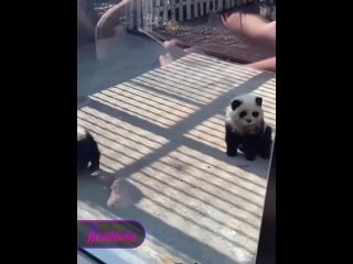 Illusion of deception: visitors to a Chinese zoo were shown a new breed of pandas, but there is one nuance  they turned out to