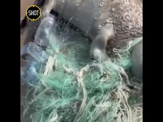 В Дагестане малыша тюленя спасли из оков рыболовной сети, в которой он запутался: кадры вызывают слезы