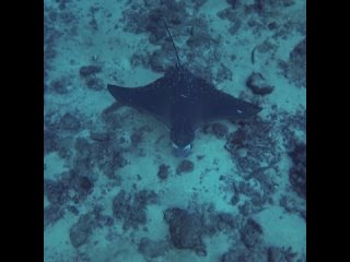 Eagle Ray on Tsunami Monument | Diving in the Similans, Thailand