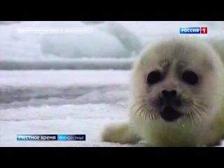 Как в Астраханской области сохраняют каспийского тюленя