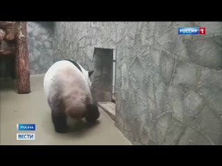 Малышка панда из Московского зоопарка продолжает проявлять характер