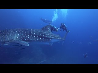 Whale Shark on Richelieu Rock | Diving in the Surin Marine Park, Thailand