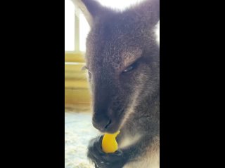 Видео: ‼️🏴‍☠️🇷🇺От удара кассет нацистов в Белгородском зоопарке погибла кенгуру Гранди и ранен лебедь

▪️«От кассетных осколков