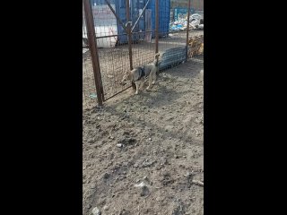 Видео от СПб. Приют «Ржевка» для бездомных животных