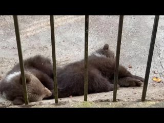 СЛАДКО СПЯТ наши медвежата, пока мама медведица охраняет их покой