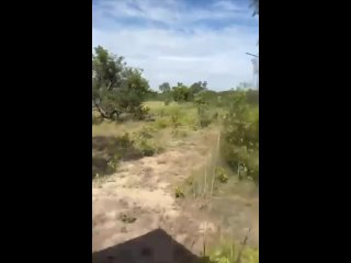 Слон напал на автомобиль с туристами во время сафари в Замбии