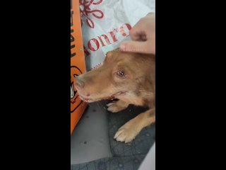 Сбитая собака в Прокопьевске