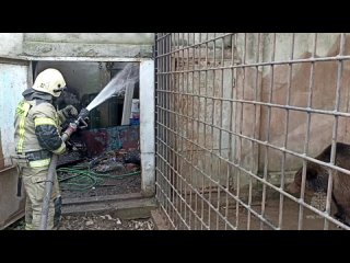 Более 200 животных сгорели заживо при пожаре в зоопарке Евпатории