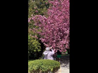 Красивое видео от Агентства по туризму. В столичном Дендропарке цветут сакура и тюльпаны