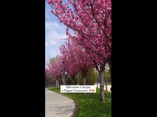 Завораживающее цветение сакуры в парке Краснодар 😍🌸🔥 Видео - park_galitskogo 👏