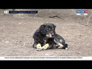 Закон об обращении с безнадзорными животными принят в Забайкалье в новой редакции