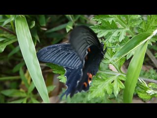 Papilio demetrius