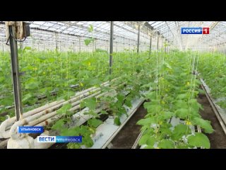 В России хотят полностью избавиться от овощной зависимости! И ульяновский регион займет достойное место в импортозамещении. А по