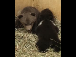 Видео от ЧУСОВОЙ  ВМЕСТЕ с FABERLIC