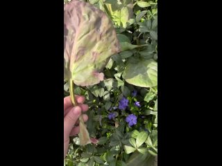 Видео от Травница.Влюблена в травы