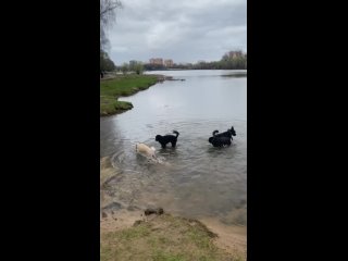 Video by Я португальская водяная собака Гретта
