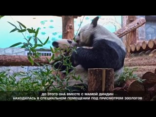 😇 А теперь — к важным новостям

Полугодовалая панда Катюша была выпущена в большой вольер Московского зоопарка.