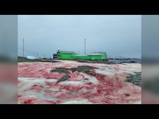 Феномен красного льда в Амурском заливе у Владивостока. Интервью