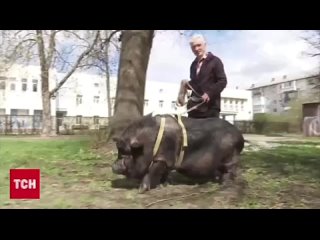 100-килограммовая свинья поселилась в киевской квартире