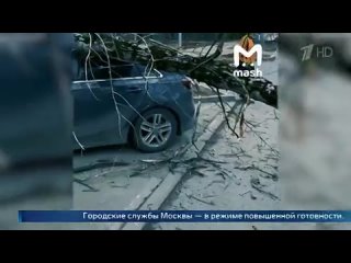 В Москве из-за штормового ветра городские службы приведены в режим повышенной готовности