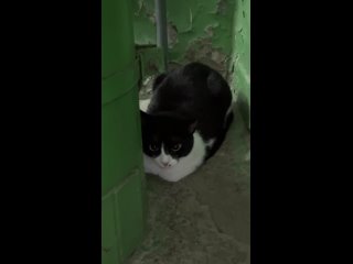 Видео от ДЕЛАЙ ДОБРО Бездомные Животные Волгодонска
