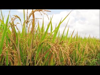 В преддверии начала сева риса в Кизлярском районе состоялось совещание