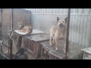 Видео от ЛЮБИМЕЦ - помощь бездомным животным г. Уфа