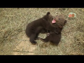 Тверские биологи опубликовали видео поединков медвежат