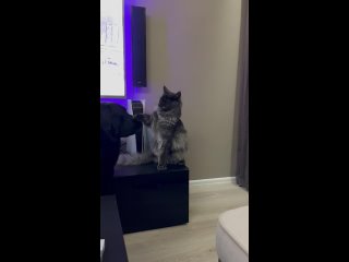 Видео от Котята породы  Мейн-кун из Питомника KunMarin