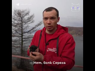 Коза Фрося в Сибирском зоопарке выкармливает брошенных щенков (720p).mp4