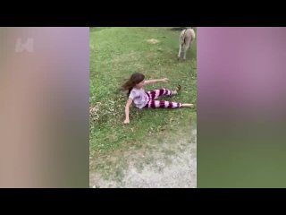 TRY NOT TO LAUGH Funny Videos - Funniest Reaction When Kids Meet Animals