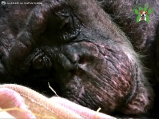 59-летний шимпанзе прощается со старым другом