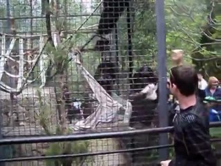 Ялтинский зоопарк. Шимпанзе