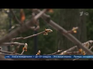 В ясную погоду можно будет без специальной оптики увидеть метеорный поток Лириды