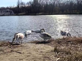 Видео от Стихи Светланы Тутыниной